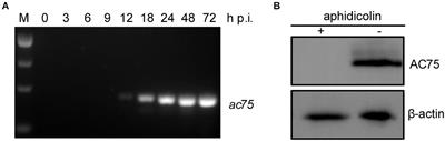 A Conserved Phenylalanine Residue of Autographa Californica Multiple Nucleopolyhedrovirus AC75 Protein Is Required for Occlusion Body Formation